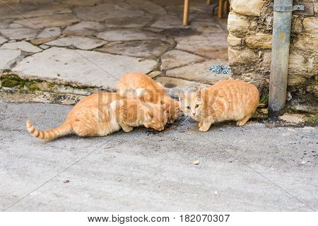 Street cats eating food - Concept of homeless animals.