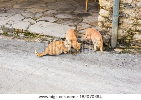 Street cats eating food - Concept of homeless animals.