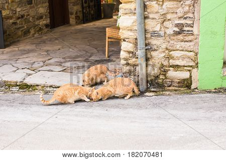 Street cats eating food - Concept of homeless animals.