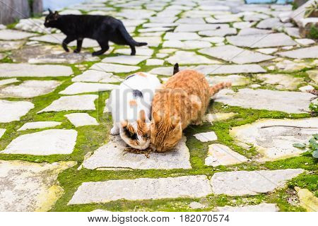 Street cats eating food - Concept of homeless animals.