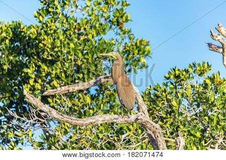 Bare Throated Tiger Heron