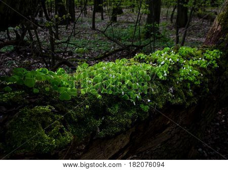 White flowers and green leaves on a fallen tree in a forrest