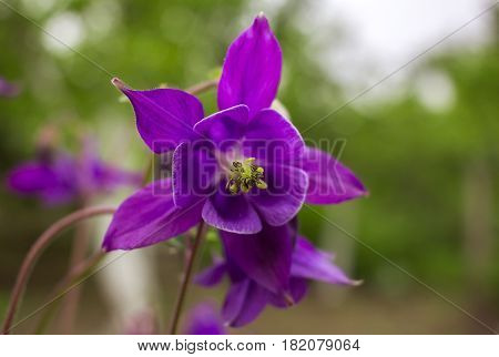 Beautiful flower background at sunset. Great spring background blooming wild flowers.