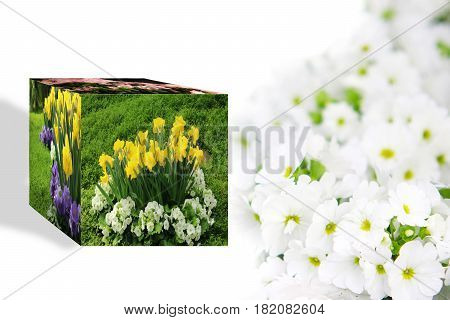 3D Cube flower Petunias, Yellow daffodil, pansies, snapdragon and marigold, beautiful flower background 