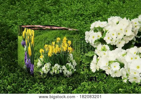 3D Cube flower, Petunias, Yellow daffodil, pansies, snapdragon and marigold, beautiful flower green grass background 