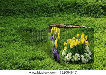 3D Cube flower,Petunias, Yellow daffodil,pansies, snapdragon and marigold, beautiful flower green grass background black white