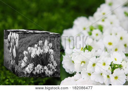 3D Cube flower,Petunias, Yellow daffodil,pansies, snapdragon and marigold, beautiful flower green grass background black white