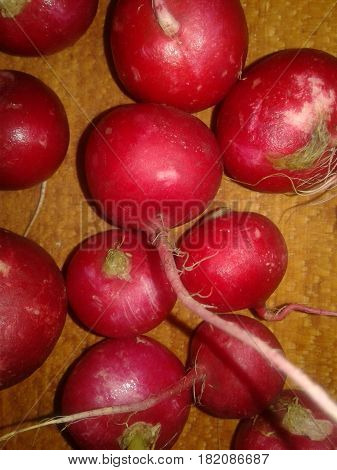 Radish - the most precocious and early spring vegetables with bright color and slightly burning taste that give mustard oil