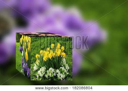 3D Cube flower,Petunias, Yellow daffodil,pansies, snapdragon and marigold, beautiful flower green grass background black white