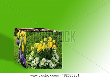 3D Cube flower,Petunias, Yellow daffodil,pansies, snapdragon and marigold, beautiful flower green grass background black white