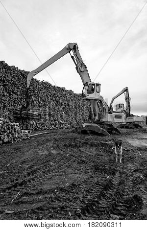 Maritime transportation industry. Cranes at warehouse territory logs are unloaded from the truck.