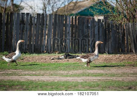 Gray Domestic Geese Walk Around The Village