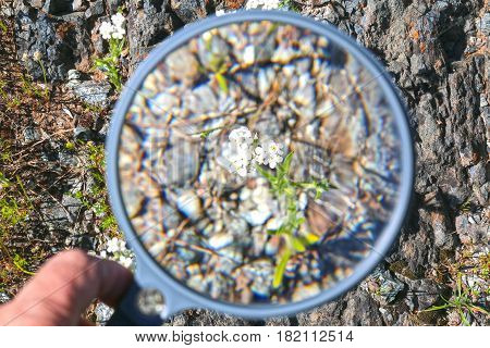 Hand Holding Large Magnifying Glass Over Small White Flower With Rocks in the Background