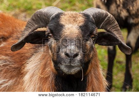 Rammer. Detail head of sheep ram Cameroon. Breeding Farm