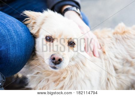 owner caressing gently her dog. Male hand patting white dog head