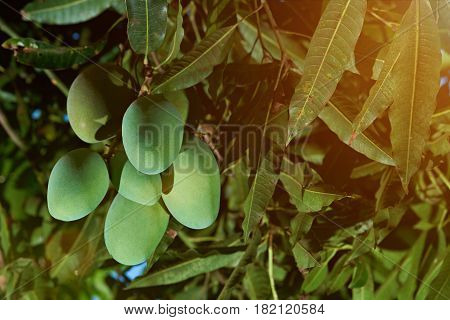 Group Of Growing Mango Fruits