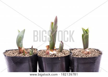 Tulip buds germinated from vinyl pots in front of white background