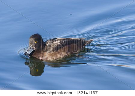 Female Tufted Duck or Aythya fuligula swimming in pond close-up portrait with reflection selective focus shallow DOF.