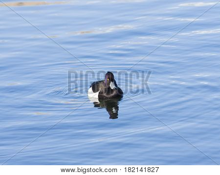 Male Tufted Duck or Aythya fuligula swimming in pond close-up portrait selective focus shallow DOF.