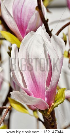 Close up of beautiful pink and white Alexandrina Magnolia blossom