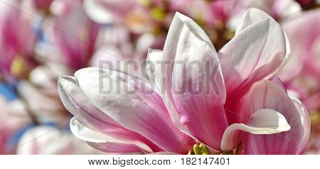 Close up of beautiful pink and white Alexandrina Magnolia blossom