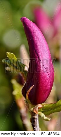 Close up of beautiful purple Alexandrina Magnolia bud