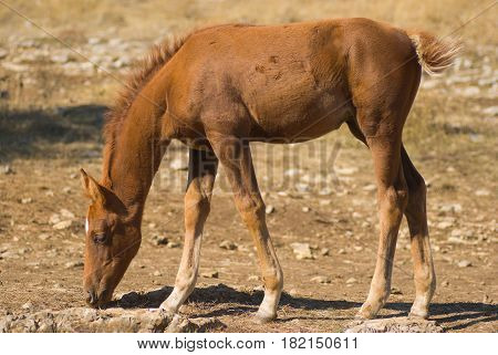 The young of a horse (foal) eating some dry grass.