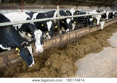 Cows indoor in a barn at a farm stable