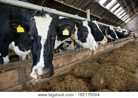 Cows indoor in a barn at a farm stable