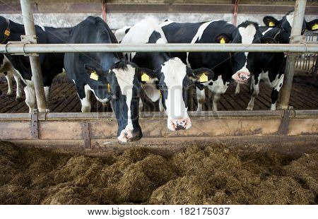 Cows indoor in a barn at a farm stable