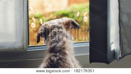 Relaxed curious puppy black and white half-blood dog back side looking out of window