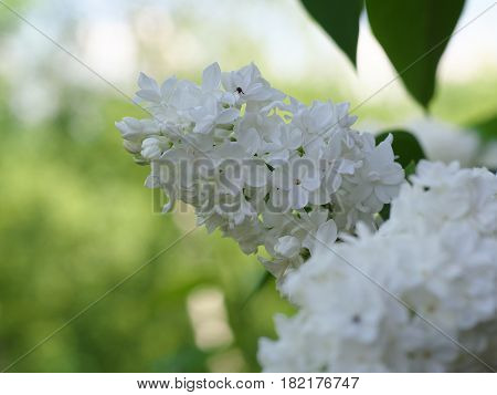 White Lilac Flowers With Buds For A Background, Spring Garden, Syringe Vulgaris