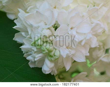 White Lilac Flowers With Buds For A Background, Spring Garden, Syringe Vulgaris