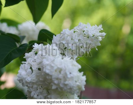 White Lilac Flowers With Buds For A Background, Spring Garden, Syringe Vulgaris