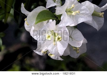 Fiore bianco