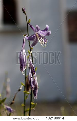 Field flowers on which insects and bees sit close up