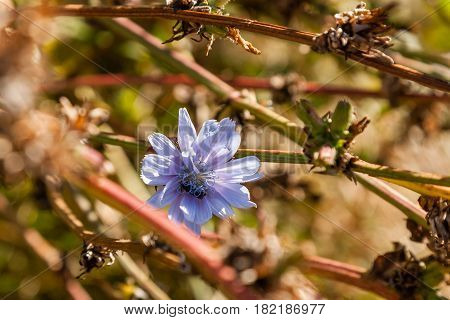 Field flowers on which insects and bees sit close up