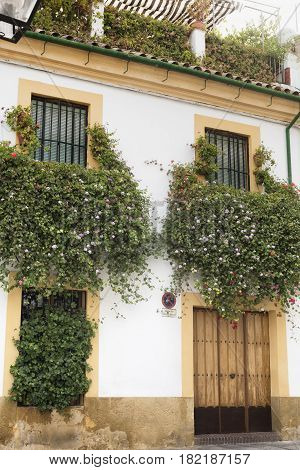 Cordoba (Andalucia Spain): old typical street in the Juderia with plants and flowers