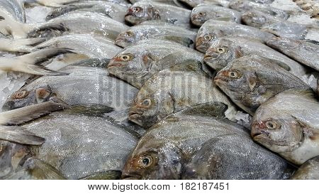 Pomfrets were arranged on ices in a market