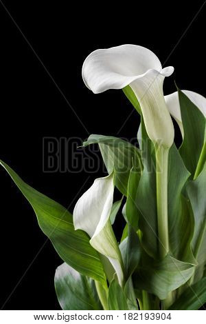 Beautiful white calla with green leaves. Isolated black background.