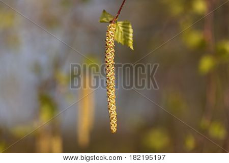 Flower of a silver birch tree (Betula pendula)