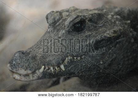 Close up of a dwarf crocodile on a rock
