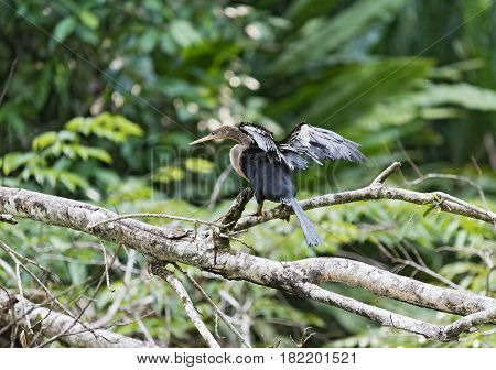 Anhinga with open wings, Anhinga anhinga, Tortuguero National Park, Costa Rica