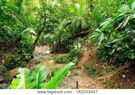 Colombia wild Darien jungle of the Caribbean sea near Capurgana resort and Panama border. Central America