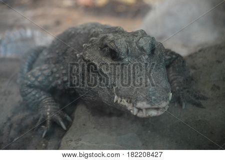 Close up of a dwarf crocodile on a rock