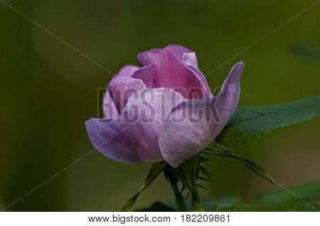 Wildrose branch with pink  bloom in glade, Sofia, Bulgaria