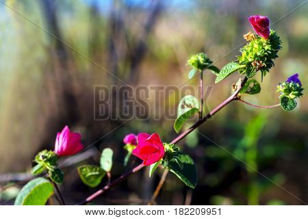 Pavonia rigida (Wall. ex Mast.) Hochr. Malvaceae. flowe and blur tree at Mukdahan Nation Park Thailand.