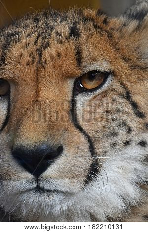 Extreme Close Up Portrait Of Cheetah