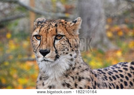 Close Up Portrait Of Cheetah