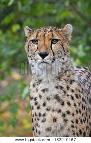 Close Up Portrait Of Cheetah